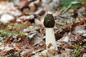 grote stinkzwam (phallus impudicus)
